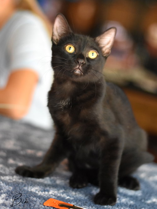 Photo 5 of Binx