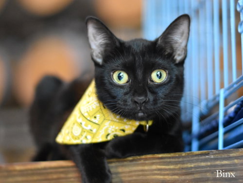 Binx, a cat for adoption from Animal Shelter Volunteers of Texas