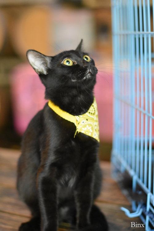 Photo 2 of Binx