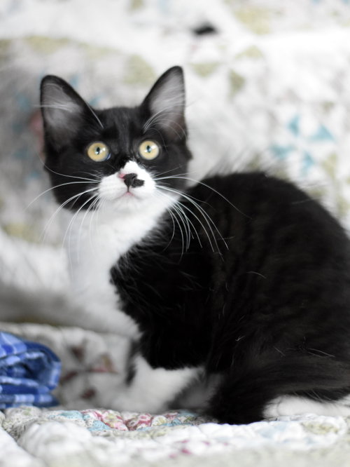 Bingo, Baby Domestic Medium Hair / Mixed (medium coat), cat for adoption in Bryan, Texas