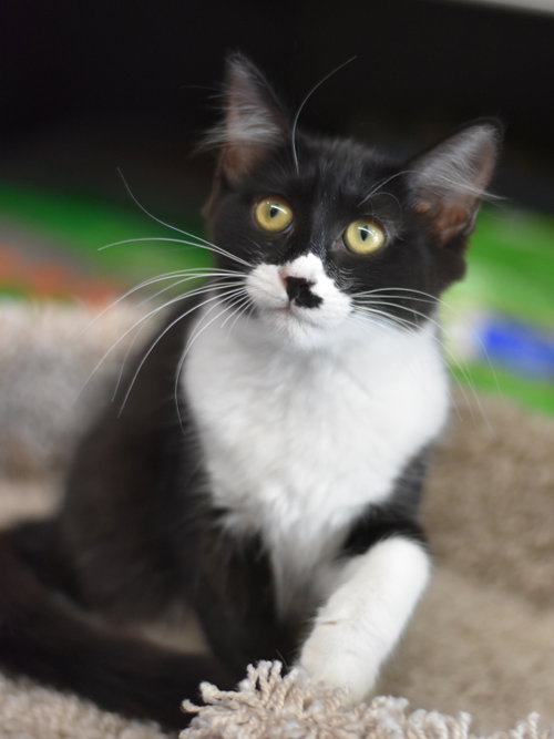 Bingo, Baby Domestic Medium Hair / Mixed (medium coat), cat for adoption in Huntsville, Texas