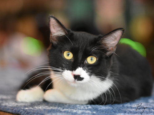 picture of the cat needing adoption
