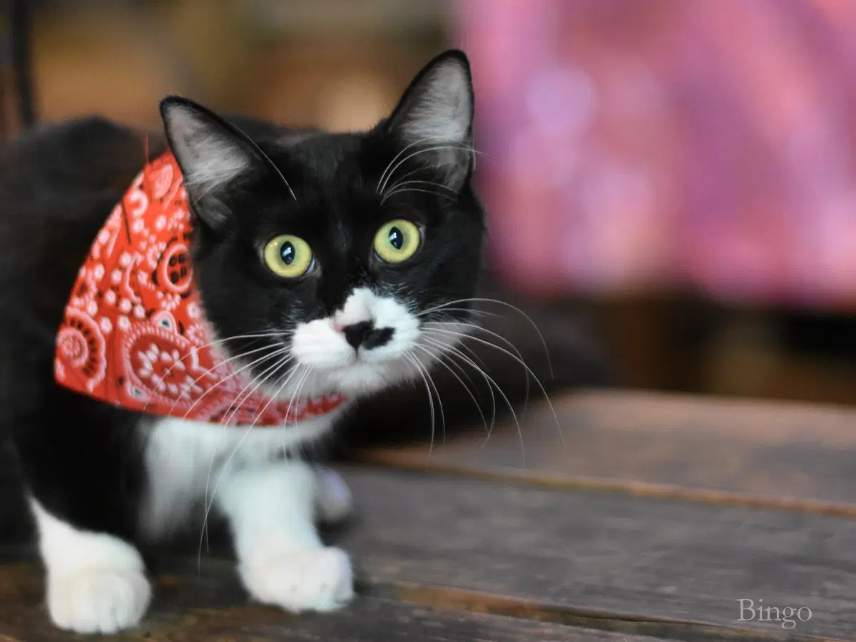 Bingo - Domestic Medium Hair