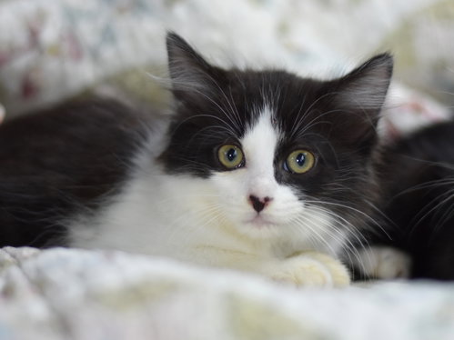 Beauty, Baby Domestic Medium Hair / Mixed (medium coat), cat for adoption in Bryan, Texas
