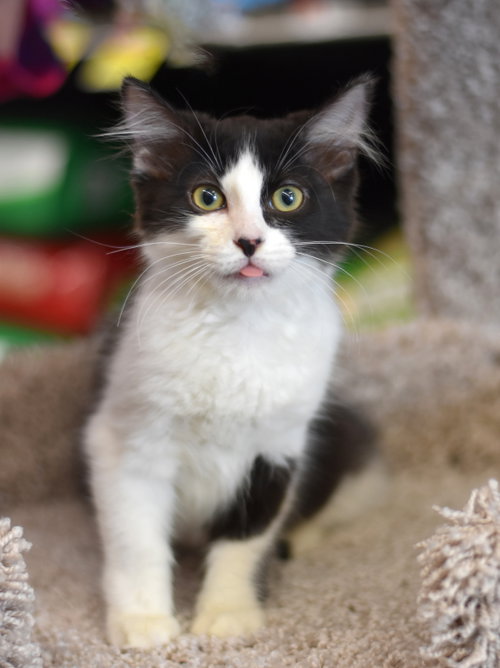 Beauty, Baby Domestic Medium Hair / Mixed (medium coat), cat for adoption in Huntsville, Texas