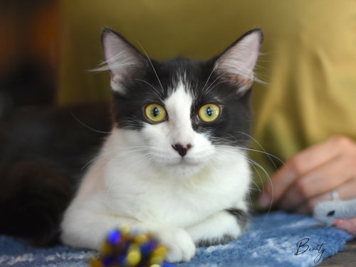 picture of the cat needing adoption