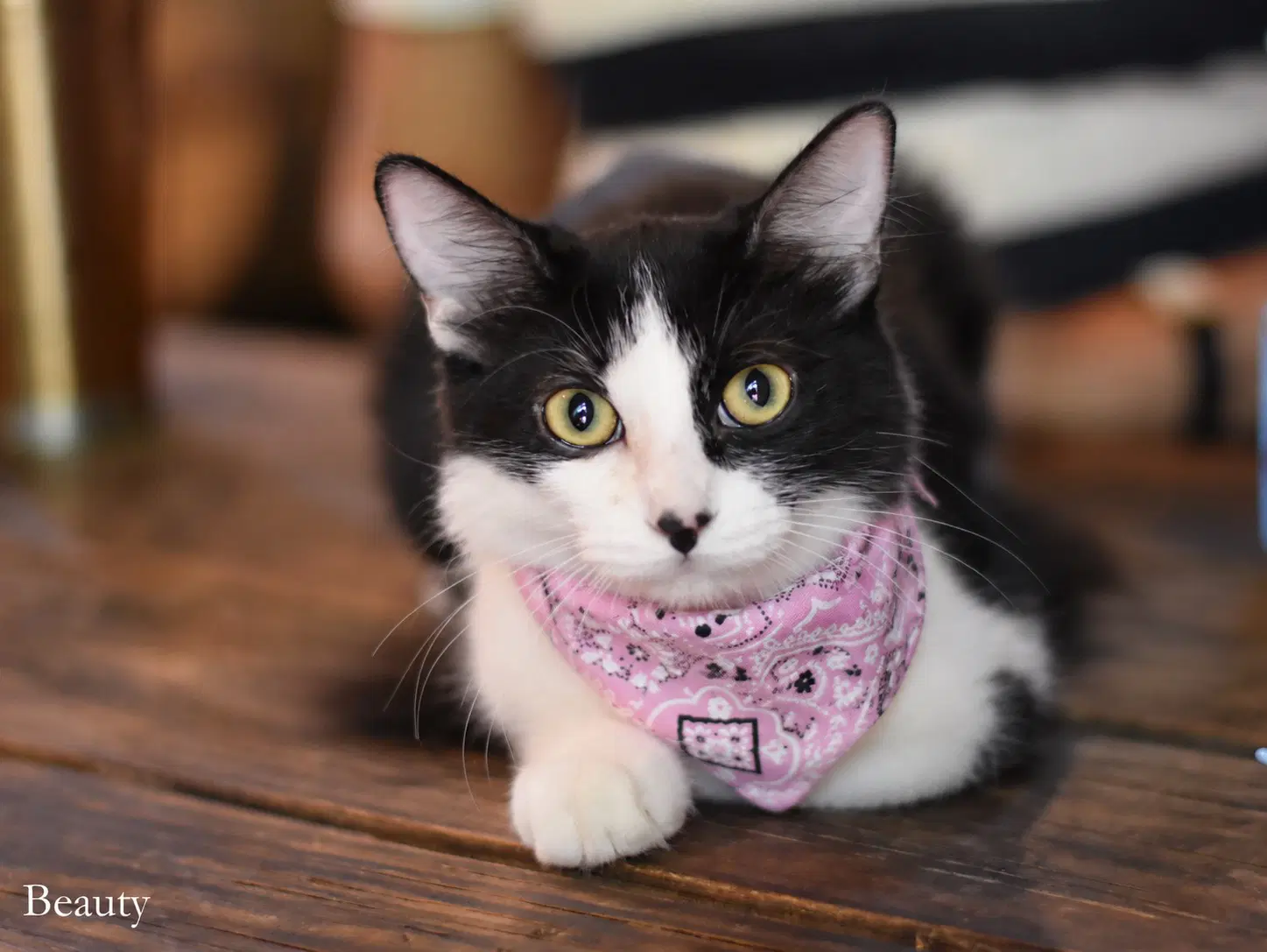 Beauty - Domestic Medium Hair