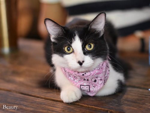 Beauty, a cat for adoption from Animal Shelter Volunteers of Texas