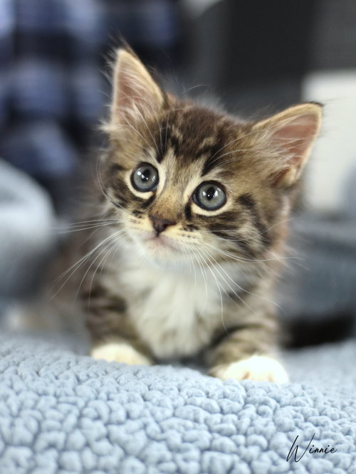 Winnie, Baby Domestic Medium Hair / Mixed (medium coat), cat for adoption in Bryan, Texas