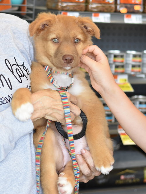 Willow, an adoptable Australian Shepherd in Montgomery, TX