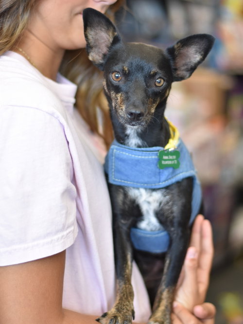 picture of the dog needing adoption