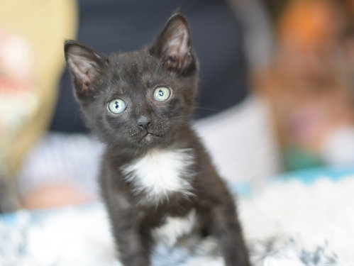 Shelby, Baby Domestic Medium Hair / Mixed (medium coat), cat for adoption in Huntsville, Texas