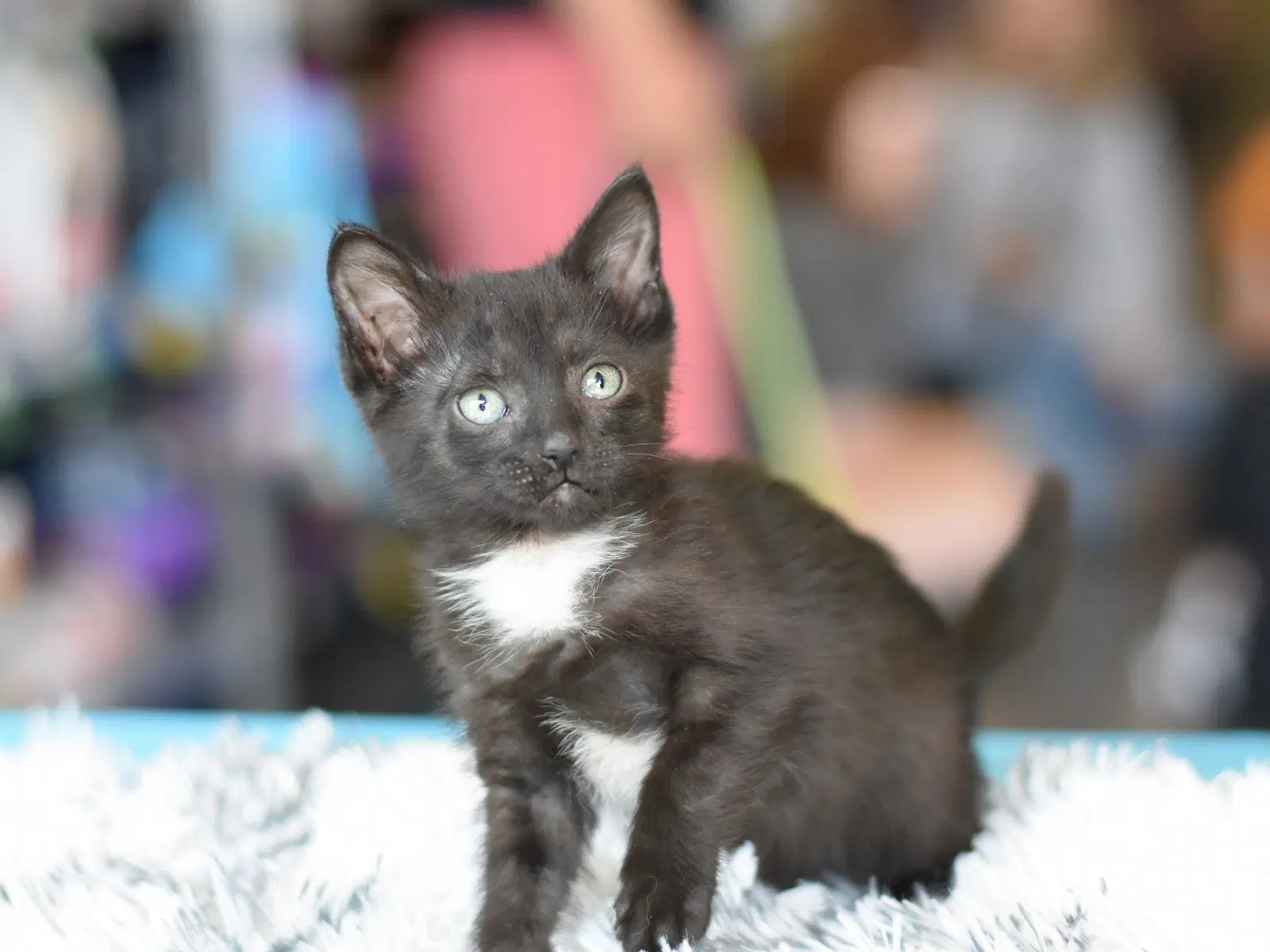 Sally image 4