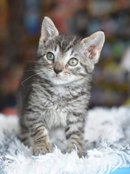 Sally, Baby Domestic Medium Hair / Mixed (medium coat), cat for adoption in Huntsville, Texas