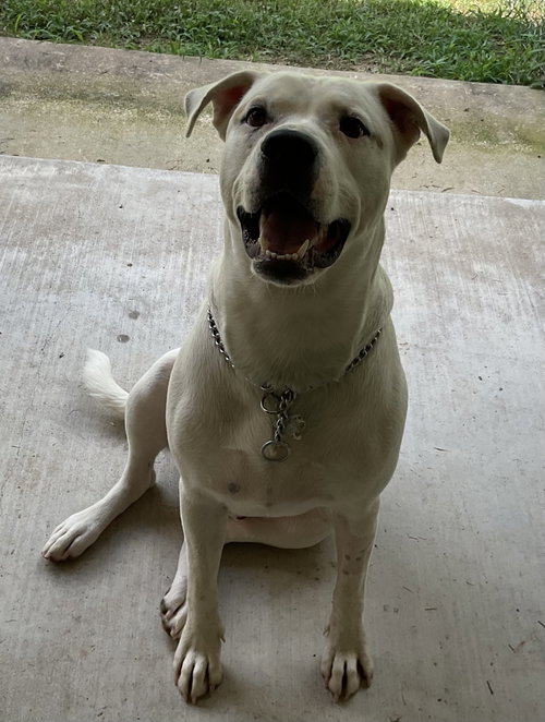 Lucky Boy