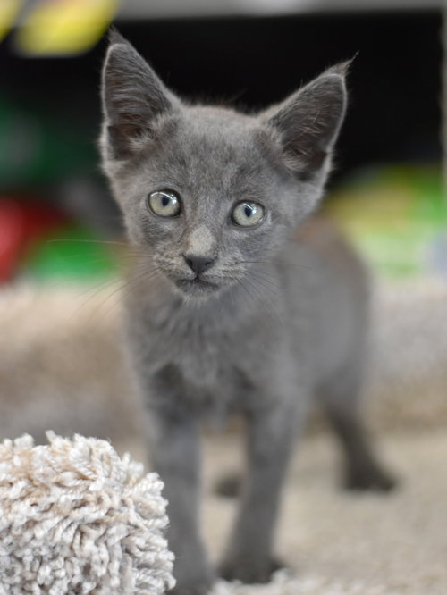 Ashton, an adoptable Russian Blue in Montgomery, TX