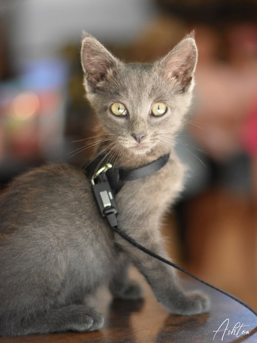 Ashton, an adoptable Russian Blue in Montgomery, TX