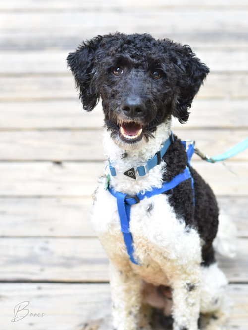 Bones, an adoptable Poodle in Montgomery, TX