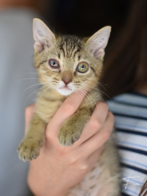Fern, an adoptable Tabby in Montgomery, TX