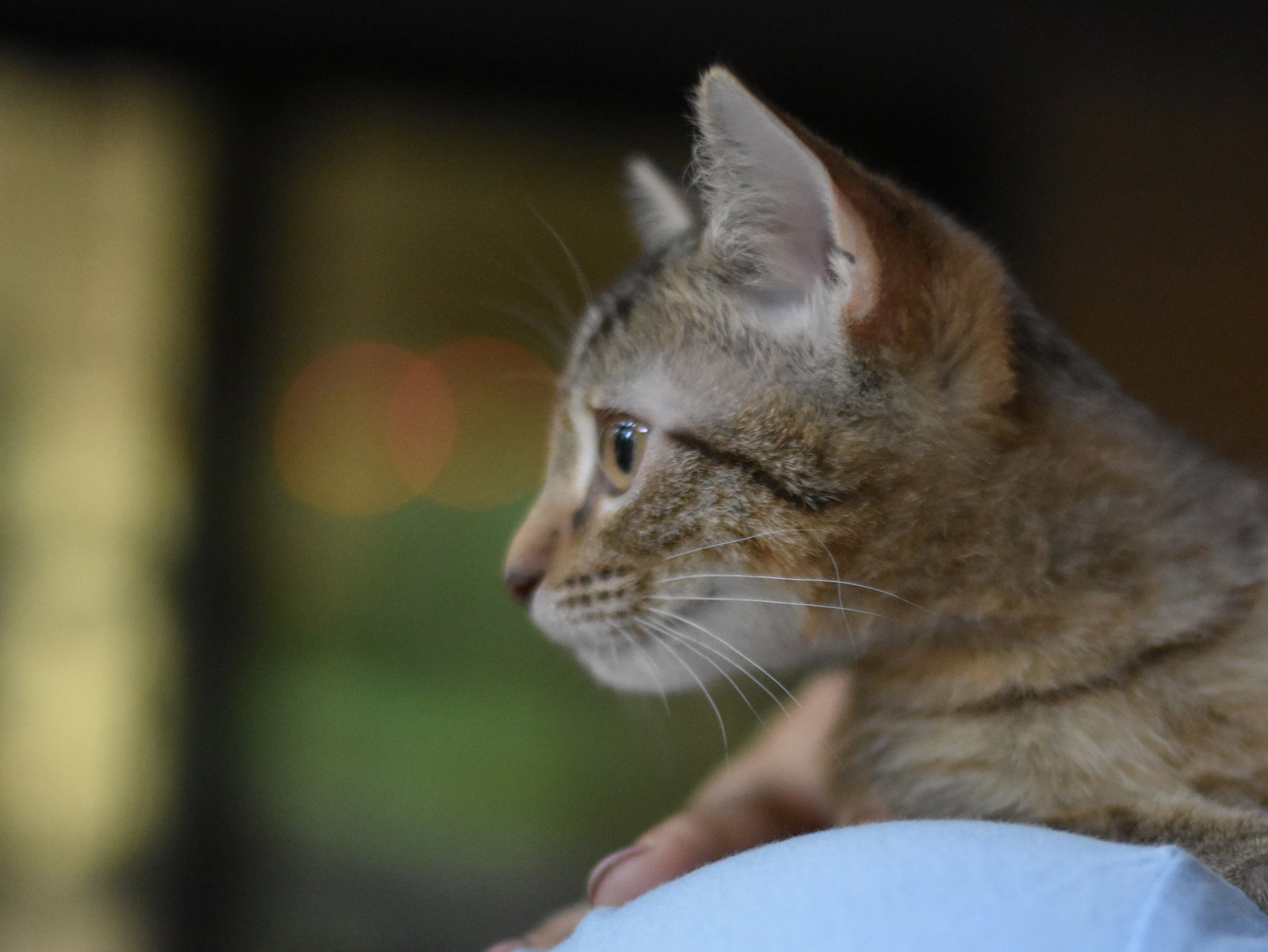 Fern, photo 9