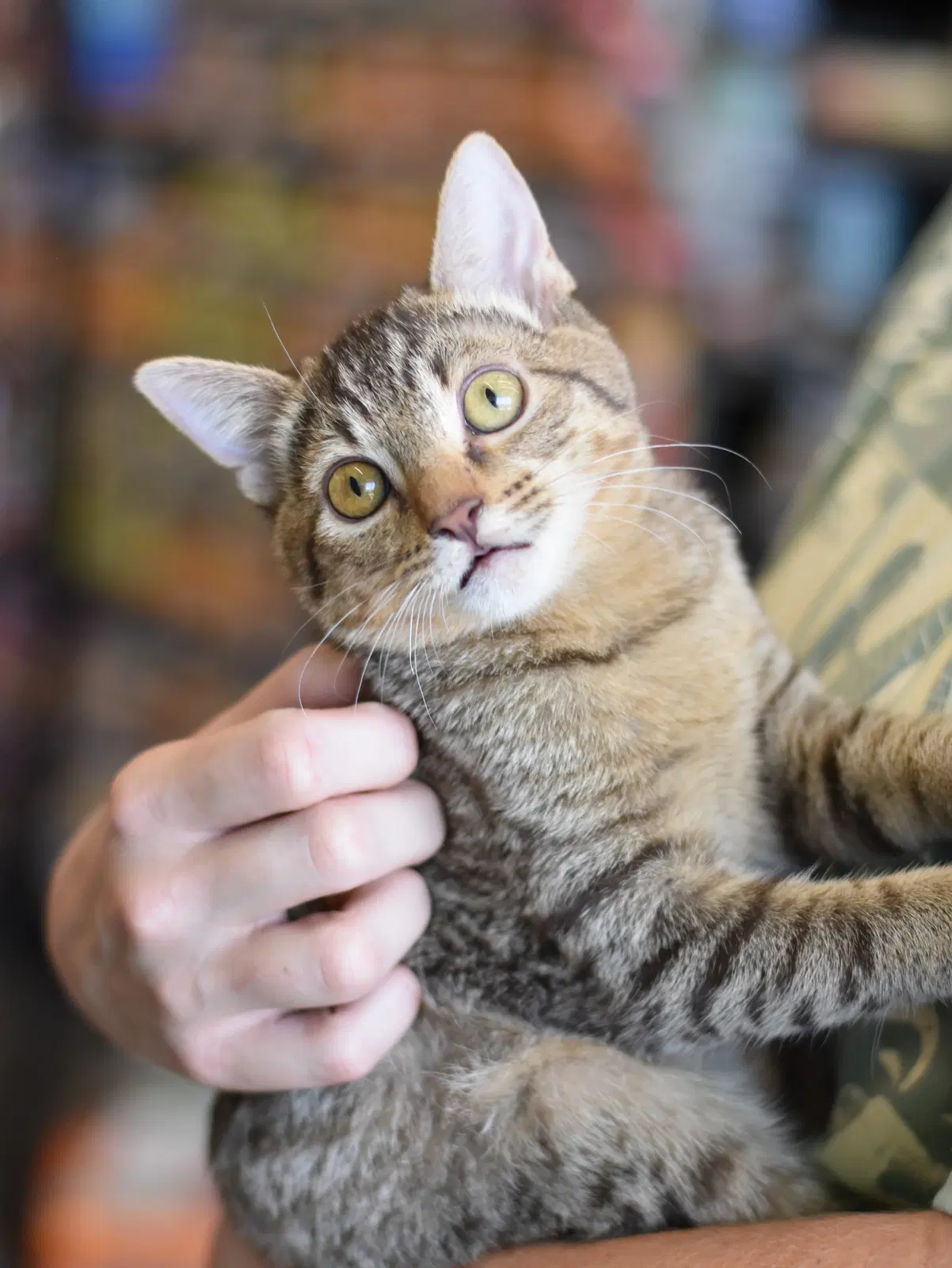 Fern - Tabby