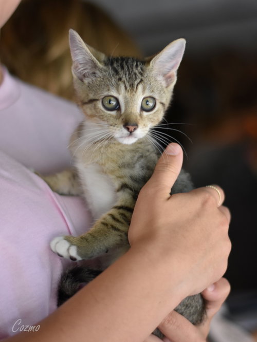 Cozmo, an adoptable Domestic Medium Hair in Montgomery, TX