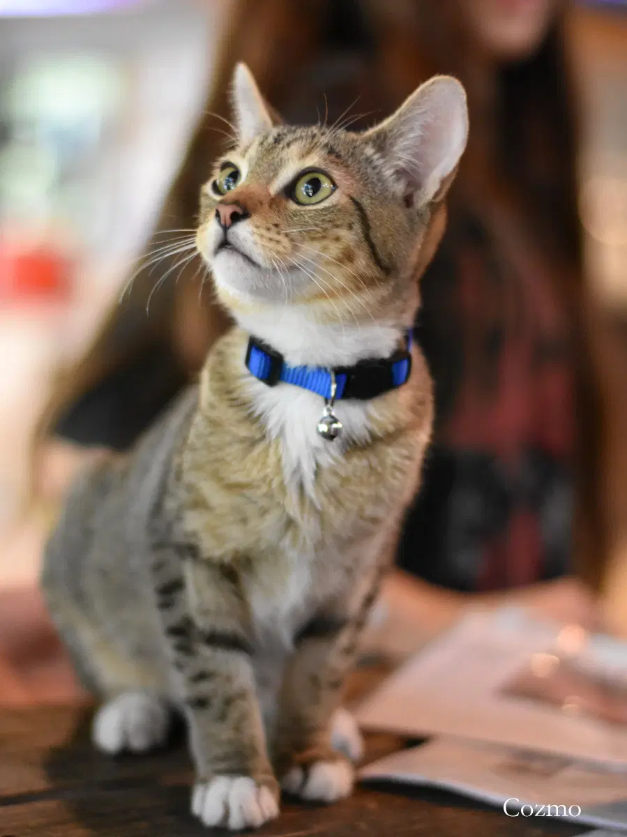 Cozmo - Domestic Medium Hair