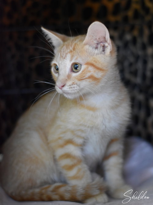 Sheldon, an adoptable Oriental Tabby in Montgomery, TX