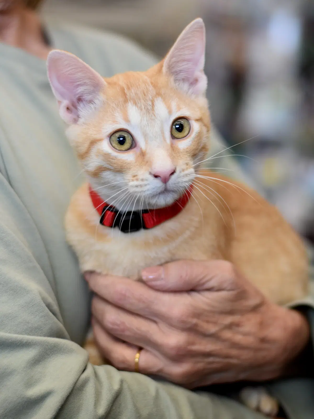 Sheldon - Oriental Tabby