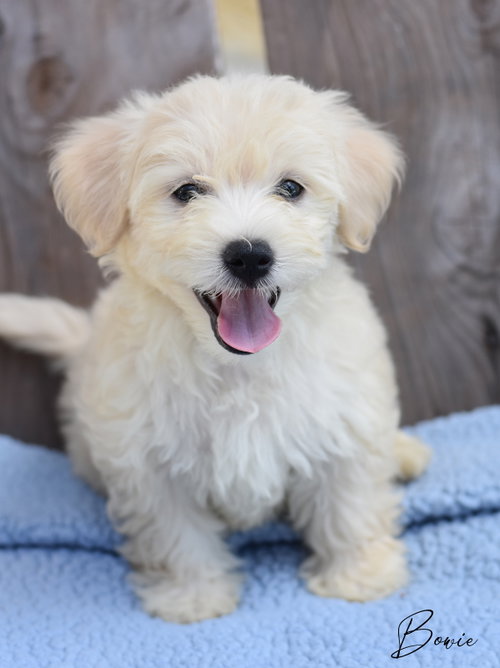 Bowie, an adoptable Maltese in Montgomery, TX