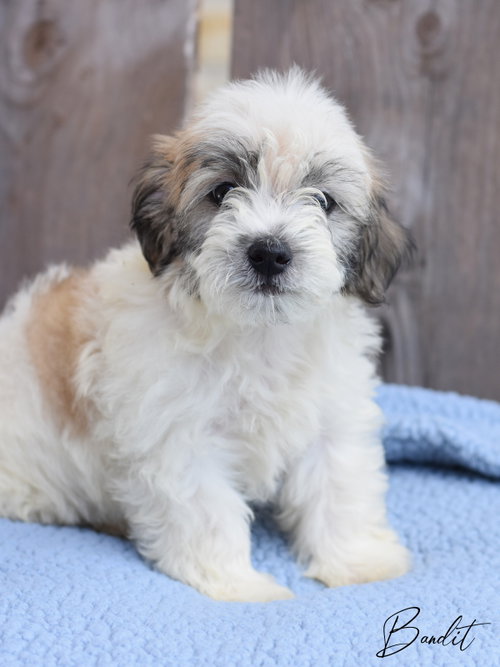 Bandit, an adoptable Maltese in Montgomery, TX