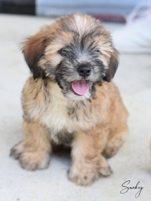 Smokey, an adoptable Maltese in Montgomery, TX