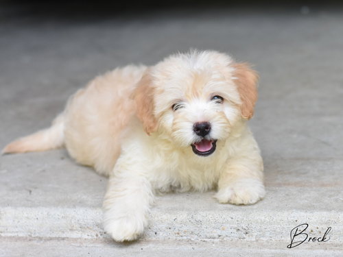 Brock, an adoptable Maltese in Montgomery, TX