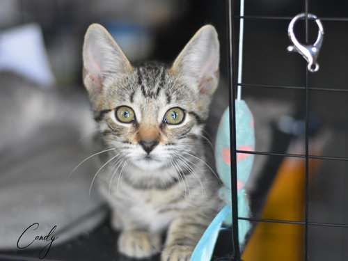 picture of the cat needing adoption