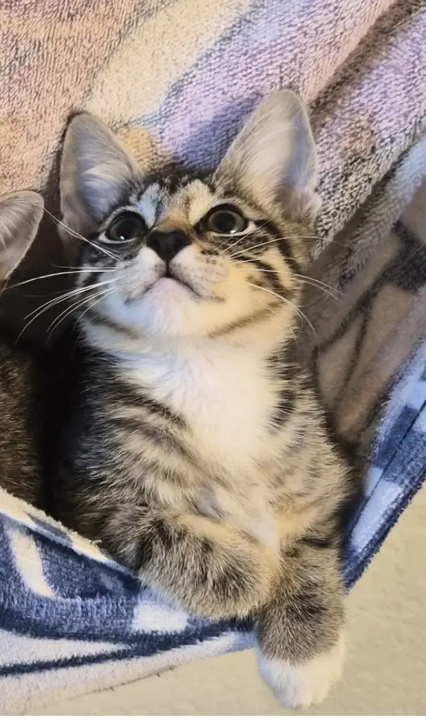 Capri - Tabby