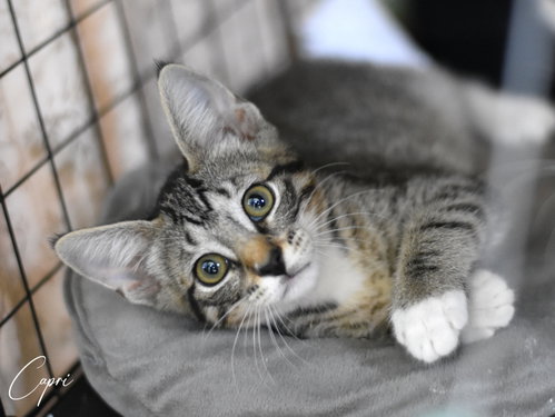 picture of the cat needing adoption