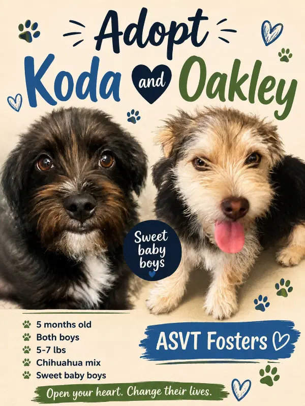 Koda - Schnauzer