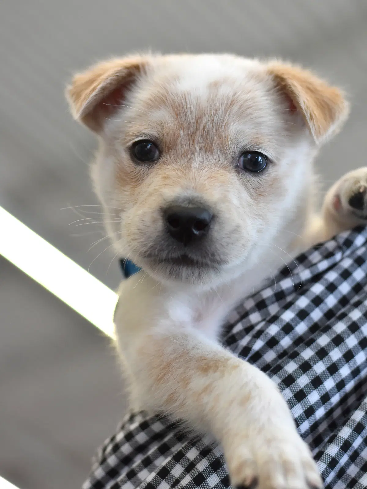 Shamus - Australian Cattle Dog/Blue Heeler