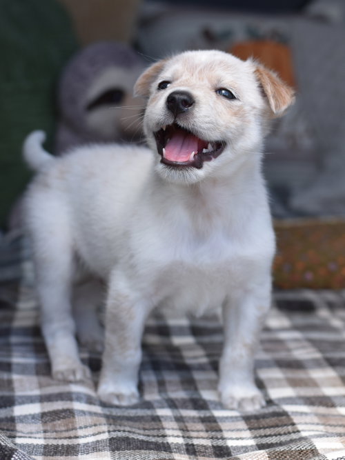 Shamus, a dog for adoption from Animal Shelter Volunteers of Texas