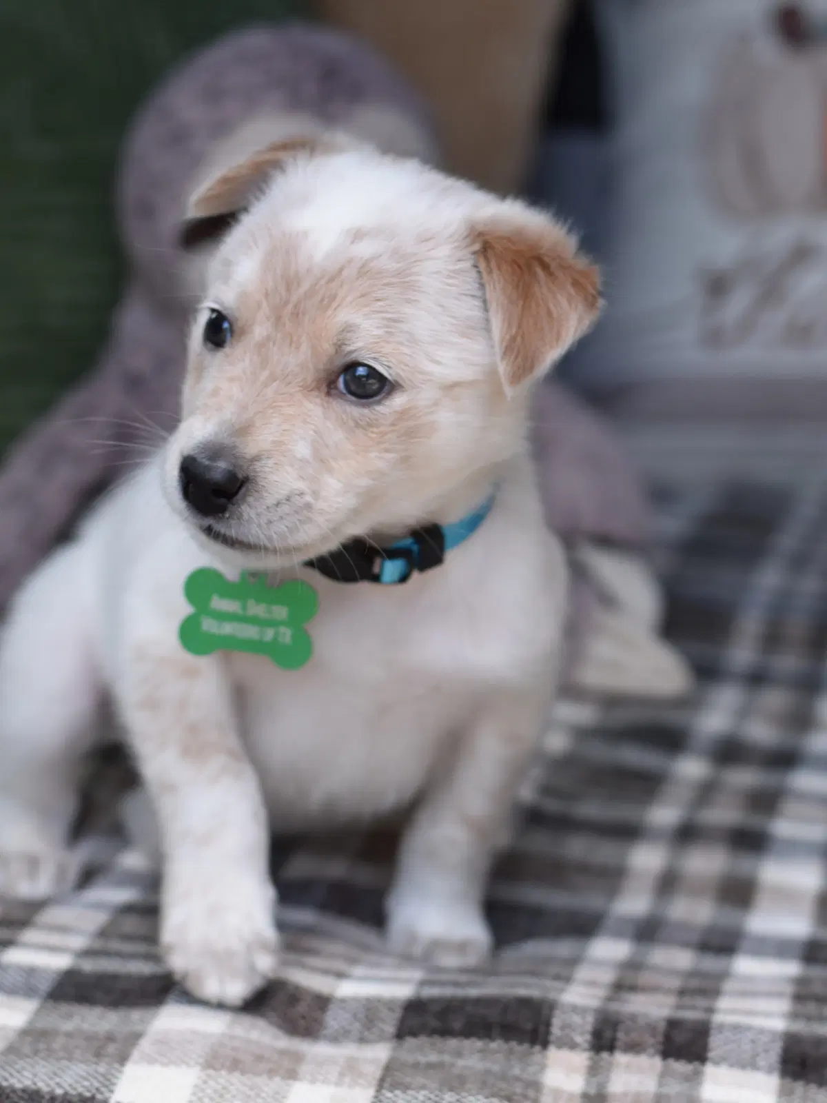 Shamus image 3