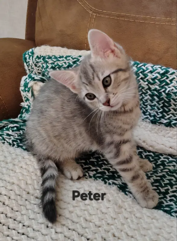 Peter - Tabby