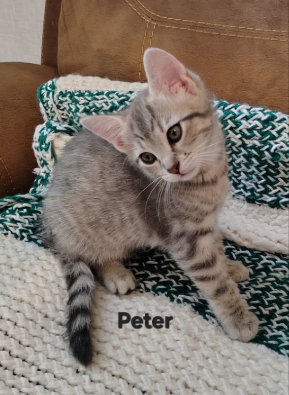 Peter