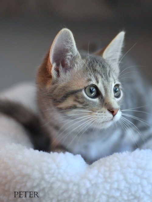 picture of the cat needing adoption