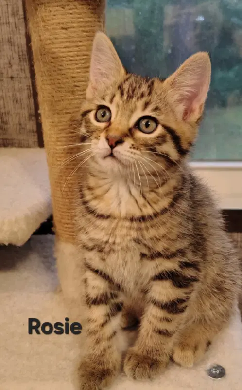 Rosie - Tabby