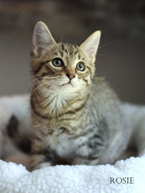 picture of the cat needing adoption