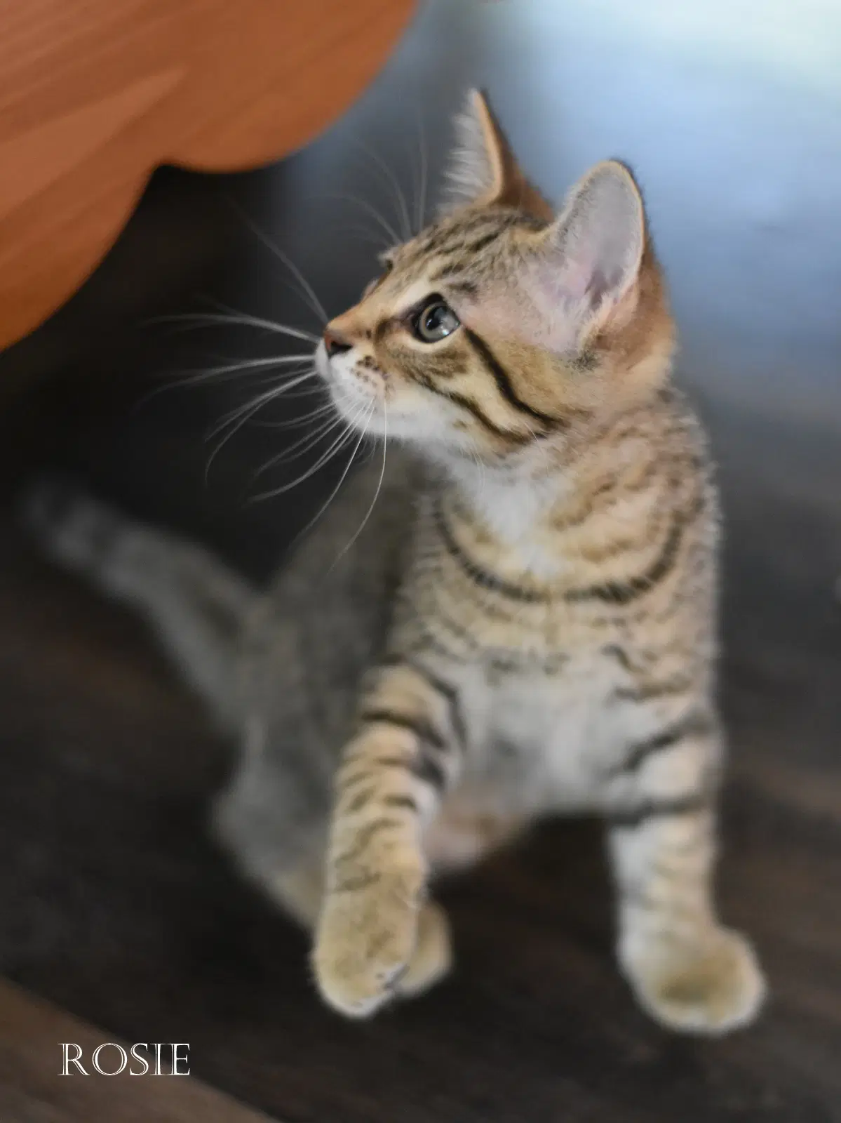 Rosie image 3