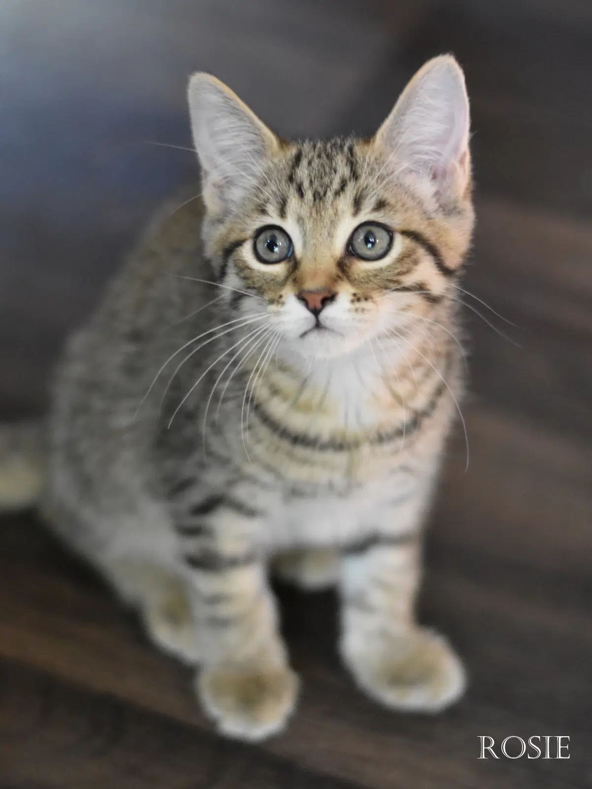 Rosie image 4