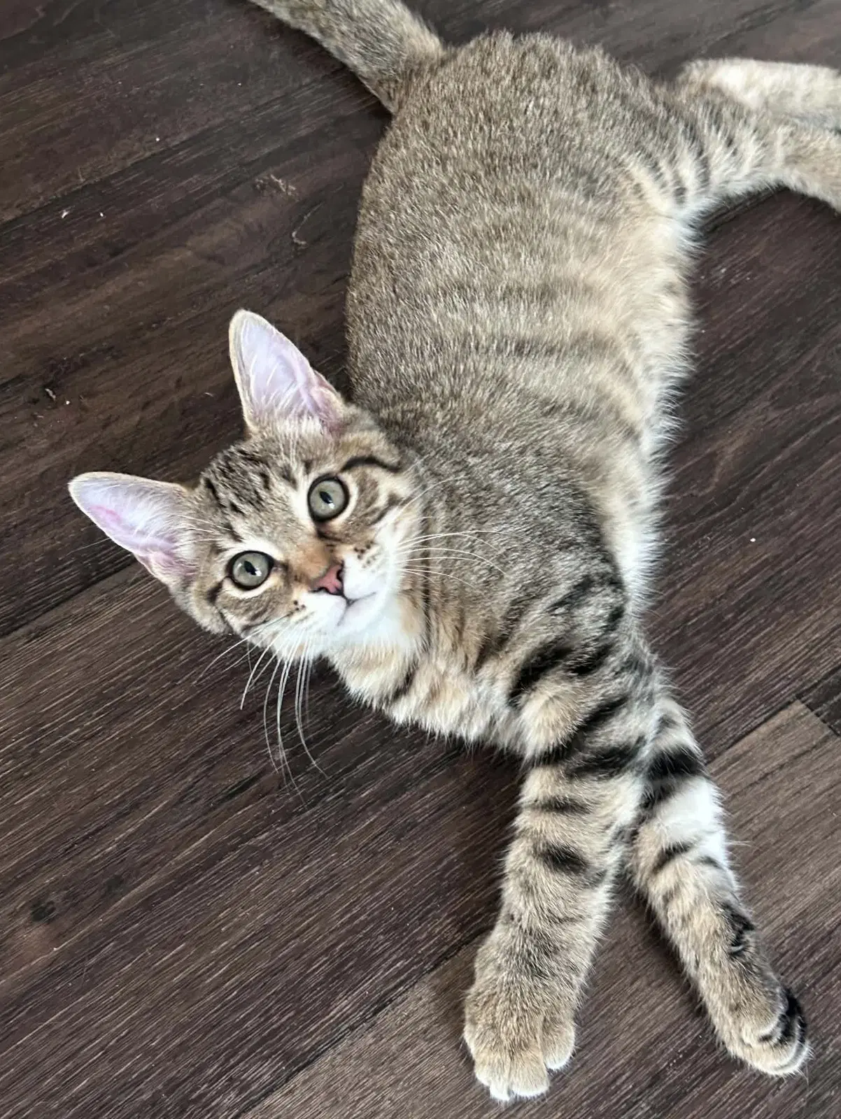 Rosie - Tabby