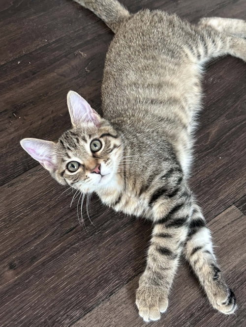 Rosie, a cat for adoption from Animal Shelter Volunteers of Texas