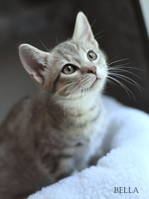 picture of the cat needing adoption